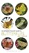 Pocket Guide to Butterflies