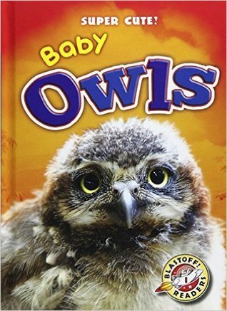 Baby Owls