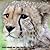 Children's Books: How Much Do You Really Know About Cheetah?(Cheetah Picture Books For Kids)
