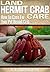 Land Hermit Crab Care