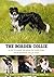 The Border Collie: A vet's guide on how to care for your Border Collie dog