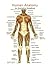 Human Anatomy: An illustrative GuideBook
