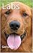 Labs (Dogs)