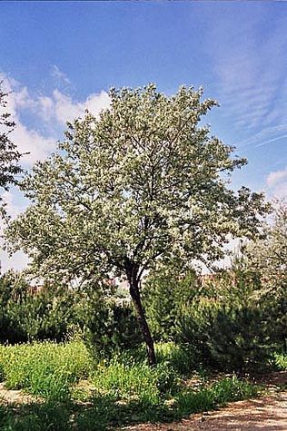 Fresco de mano (ebook)