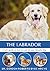The Labrador: A vet's guide on how to care for your Labrador dog