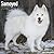 Samoyed Calendar - Breed Specific Samoyed Calendar - 2016 Wal... by MegaCalendars