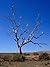 Photo Gallery of Dry Tree