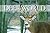 Deer World