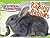 Raising Rabbits