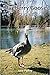 Blueberry Goose