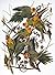 Counted Cross Stitch Pattern: "Carolina Parrot" Bird by John James Audubon - PROFESSIONALLY EDITED Image (Audubon Bird Series)