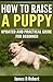 How to Raise a Puppy: Updated and practical guide for beginner