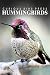 Hummingbirds - Curious Kids...