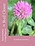Red Clover - Trifolium prat...