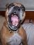 Shelter Dogs Make Great Pet...
