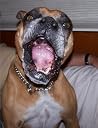 Shelter Dogs Make...