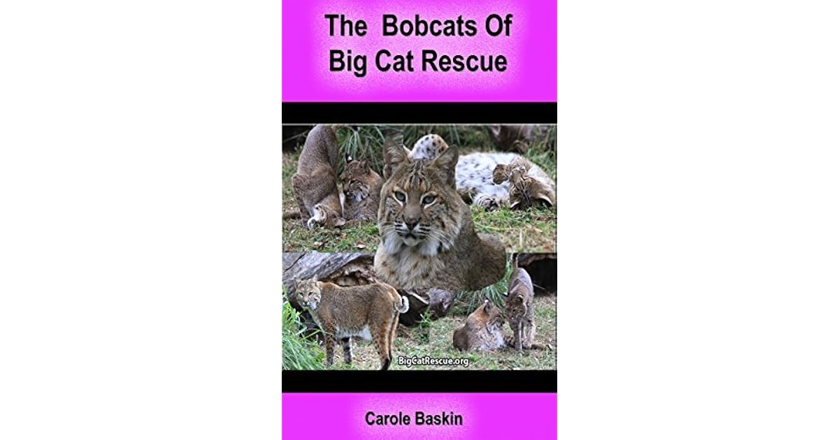 Bobcats of Big Cat Rescue Learn about bobcats and see lots of bobcat