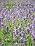 Lavender Fields (Eternal Jo...