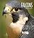 Falcons (Living Wild)