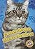 American Shorthairs (Cool Cats)