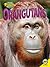 Orangutans