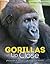 Gorillas Up Close