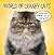 World of Cranky Cats