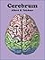 Cerebrum