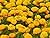 Marigolds