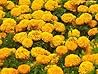 Marigolds