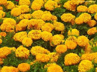 Marigolds