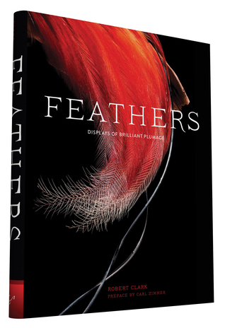 Feathers: Displays of Brilliant Plumage (Hardcover)