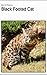 Black Footed Cat: Interesting Little Wild Cat