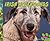 Irish Wolfhounds (Big Dogs)