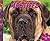 Mastiffs (Big Dogs)