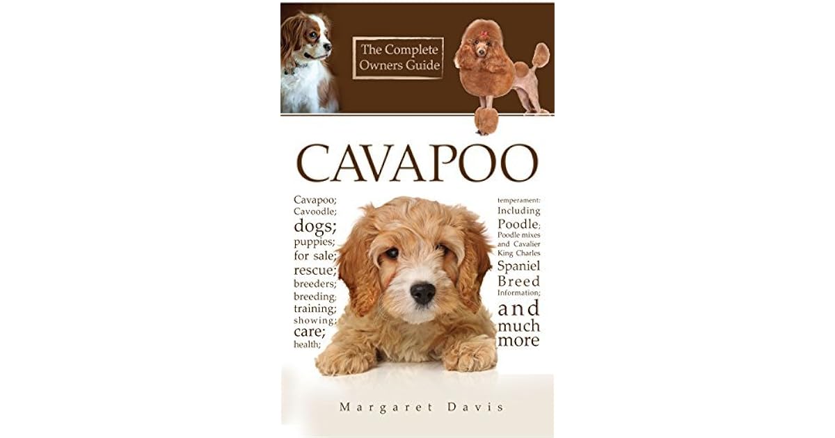 rescue cavapoo dogs