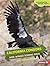 California Condors: Wide-Wi...