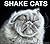 Shake Cats by Carli Davidson