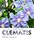 The Plant Lover's Guide to Clematis