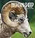 Bighorn Sheep (Living Wild)