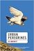 Urban Peregrines