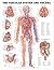 Vascular System and Viscera Anatomical Chart by Anatomical Chart Company