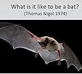 What Is It Like to Be a Bat?