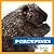 Porcupines (My First Animal Library)