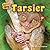 Tarsier (Weird But Cute)