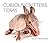 Curious Critters Texas by David FitzSimmons