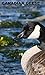 CANADA GEESE