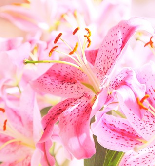 A Softer Side of Me, 10 Short Poems