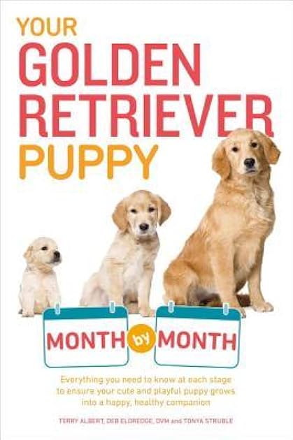 Your Golden Retriever Puppy Month By Month