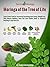 Moringa of the Tree of Life by Muhammad Umar